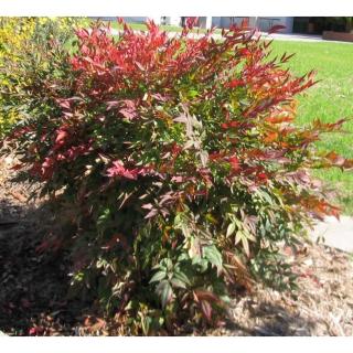 Nandina domestica - Japán szentfa