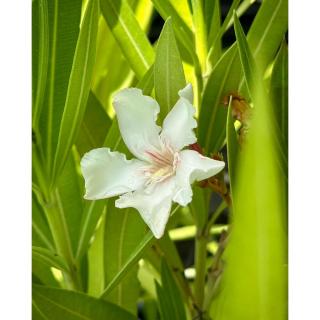 Nerium oleander 'Alsace' - Leander (mandulaszínű)