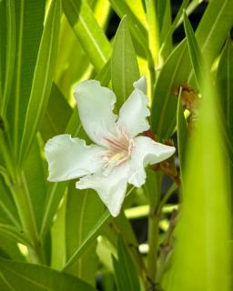 Nerium oleander 'Alsace' - Mandulaszínű leander