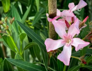 Nerium oleander 'Atlas Nain de Tidili' - Télálló rózsaszín leander