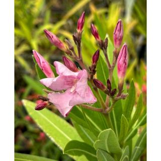 Nerium oleander 'Barcelona' – Leander (lila)