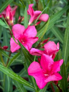 Nerium oleander - Csokros magenta színű leander