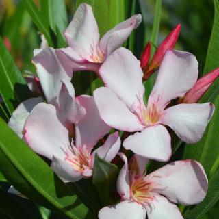 Nerium oleander 'Docteur Jean Turmin' – Leander