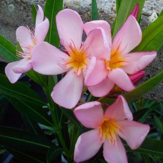 Nerium oleander 'Dottore Attilio Ragionieri'- Leander (lazacrózsaszín)