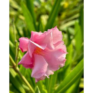 Nerium oleander 'Euphoria' – Telt virágú leander