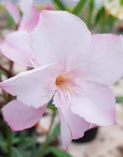 Nerium oleander 'Euridike' – Telt virágú leander
