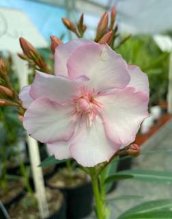 Nerium oleander 'G. Helena' – Leander