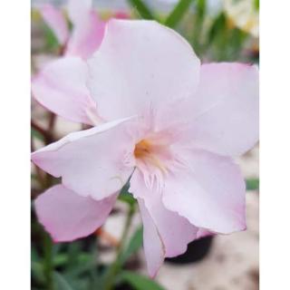 Nerium oleander 'Gotsis Eurydike' – Leander (halvány rózsaszín, féltelt)