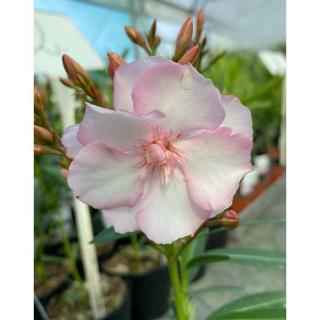 Nerium oleander 'Gotsis Helena' – Leander (fehér-rózsaszín, féltelt)