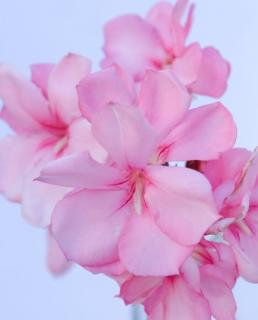 Nerium oleander - Halvány rózsaszín, piros szélű, fél-teltvirágú leander
