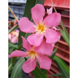 Nerium oleander 'Hawaii' – Leander (mély lazacrózsaszín)