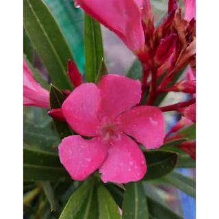 Nerium oleander 'Kiskirálylány' – Leander (sötét rózsaszín, színátmenetes, szimpla)