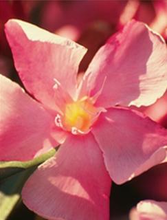Nerium oleander - Lazacszínű, nagyvirágú leander