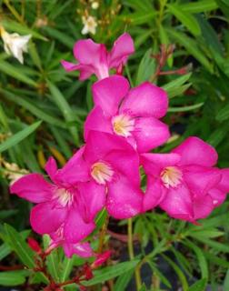 Nerium oleander 'Magenta' – Szimpla virágú leander