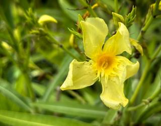 Nerium oleander 'Marie Gambetta' - Sárga virágú leander