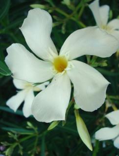 Nerium oleander 'Rivage' - Vajsárga virágú leander