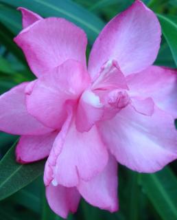 Nerium oleander - Rózsaszín, sötét rózsaszín szélű, teltvirágú leander
