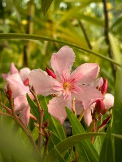 Nerium oleander - Rózsaszín virágú leander