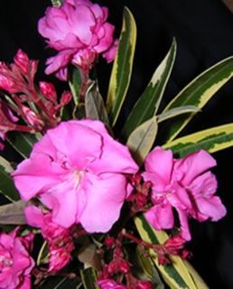 Nerium oleander 'Variegata' - Tarka levelű, rózsaszín teltvirágú leander