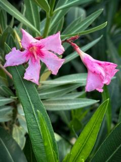 Nerium oleander 'Villa Romanie' - Télálló rózsaszín leander