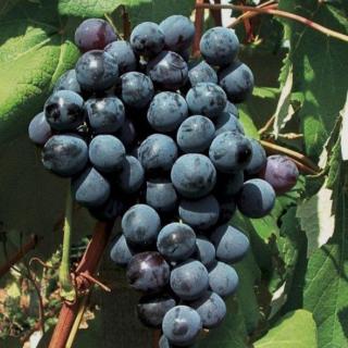 'New York Muscat' szőlő