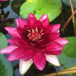 Nymphaea 'Almost Black' – Mélybordó tavirózsa