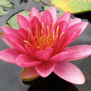 Nymphaea 'Burgundy Princess' – Mélybordó tavirózsa