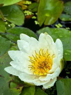 Nymphaea 'Chromatella' – Sárga tavirózsa