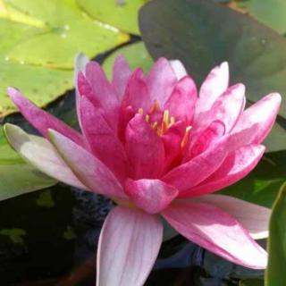 Nymphaea 'Conqueror' – Bordó tavirózsa