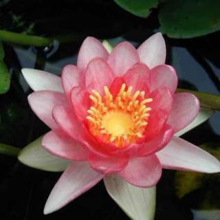 Nymphaea 'Marliacea Rosea' – Barackszínű tavirózsa