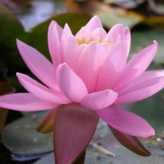 Nymphaea 'Pink Opal' – Rózsaszín tavirózsa