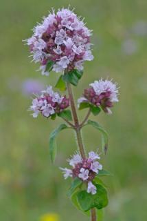 Origanum vulgare - Oregánó