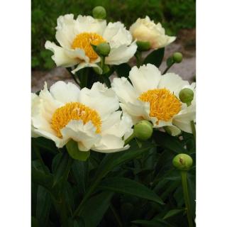 Paeonia hybrid 'Claire de Lune' – Hibrid bazsarózsa