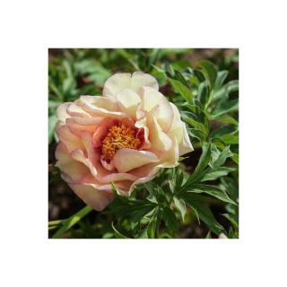 Paeonia itoh 'Callies Memory' – Itoh bazsarózsa