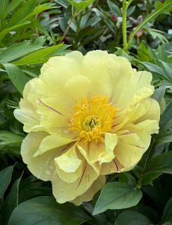 Paeonia itoh 'Lemon Dream' – Itoh bazsarózsa