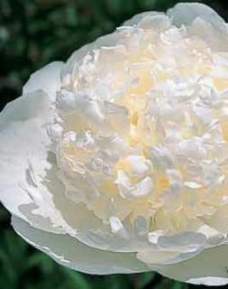 Paeonia lactiflora 'Bridal Gown' – Illatos bazsarózsa