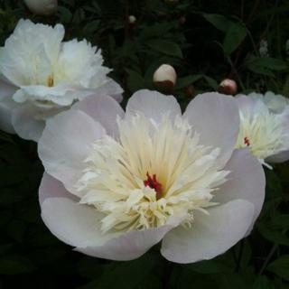 Paeonia lactiflora 'Immaculee' – Illatos bazsarózsa