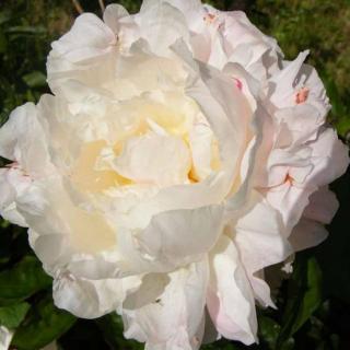 Paeonia lactiflora 'Shirley Temple' – Illatos bazsarózsa