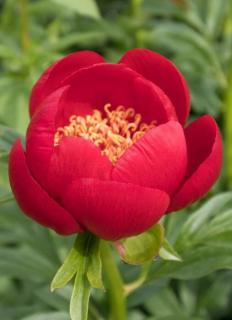 Paeonia peregrina 'Otto Froebel' – Balkán bazsarózsa