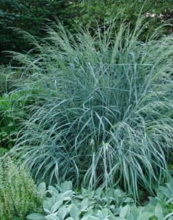 Panicum amarum 'Dewey Blue' – Tengerparti köles (kékeszöld lomb)