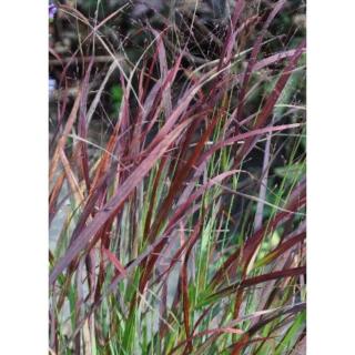 Panicum virgatum 'Kurt Bluemel' – Vesszős köles