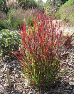 Panicum virgatum 'Sangria' – Vesszős köles