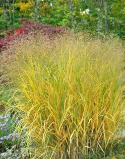 Panicum virgatum 'Strictum' – Vesszős köles