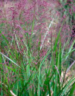 Panicum virgatum 'Warrior' – Vesszős köles