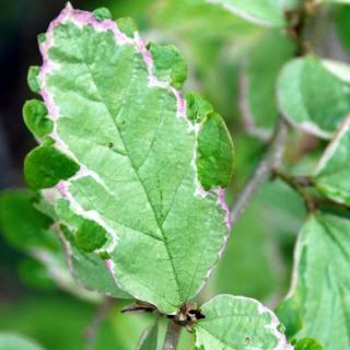 Parrotia persica 'Persian Lace' – Perzsa varázsfa