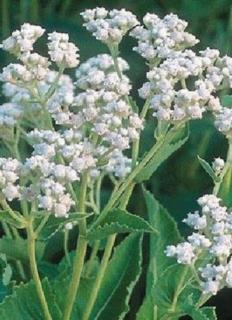 Parthenium integrifolium – Hamisüröm