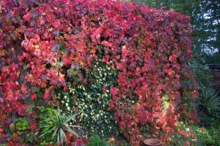 Parthenocissus quinquefolia – Kacsos vadszőlő