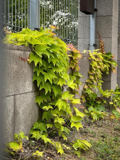 Parthenocissus tricuspidata 'Veitchii' - Tapadókorongos vadszőlő