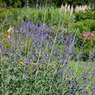Perovskia atriplicifolia 'Blue Haze' – Sudárzsálya