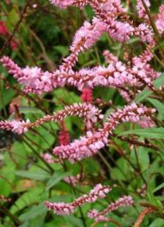 Persicaria amplexicaulis 'Pink Elephant' – Keserűfű